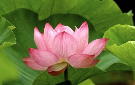 20 công dụng “vàng” của lá và hoa sen